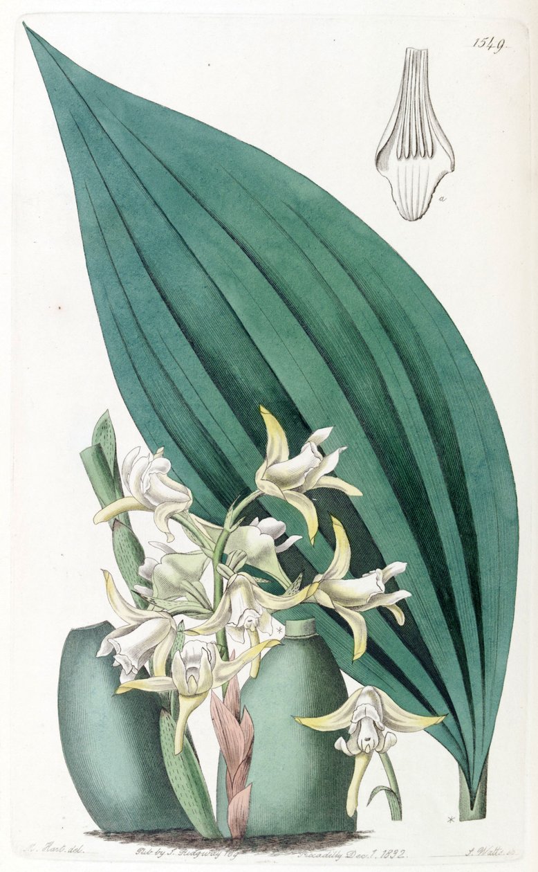 Maxillaria palmifolia von Jams  Watts