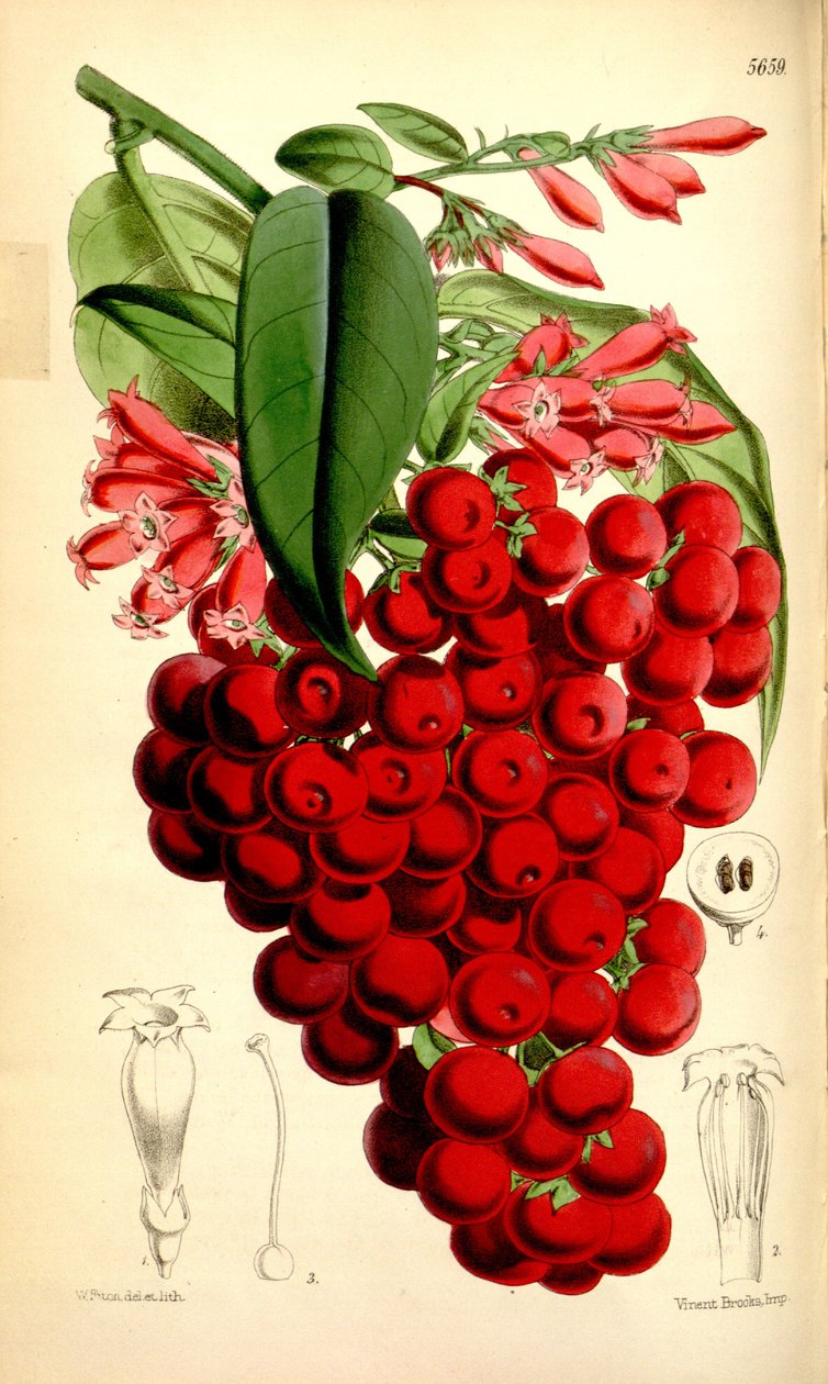 Cestrum elegans von J.D.Hooker