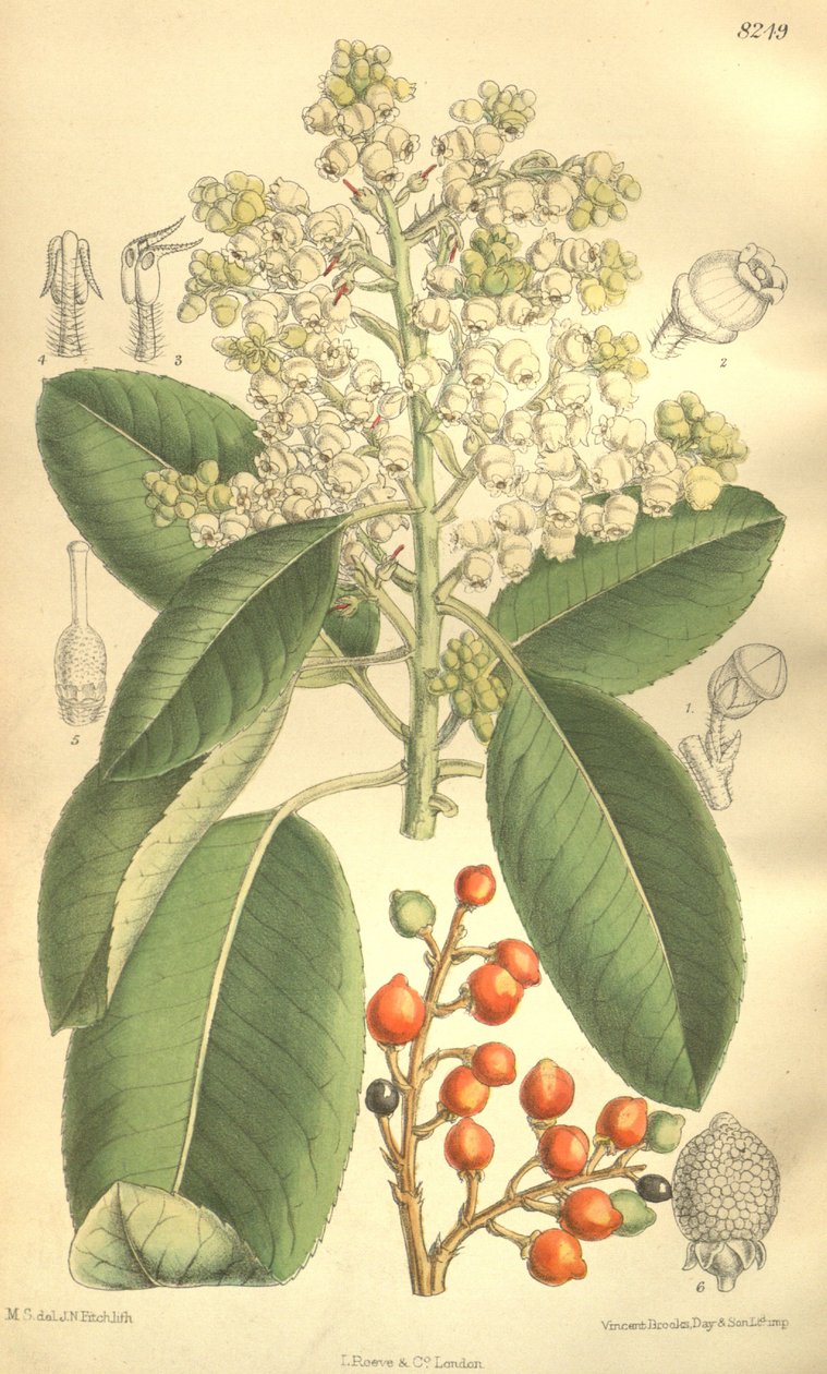 Arbutus menziesii von J.N. Fitch