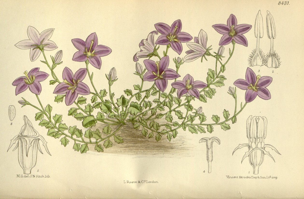 Campanula arvatica, Campanulaceae von J.N. Fitch