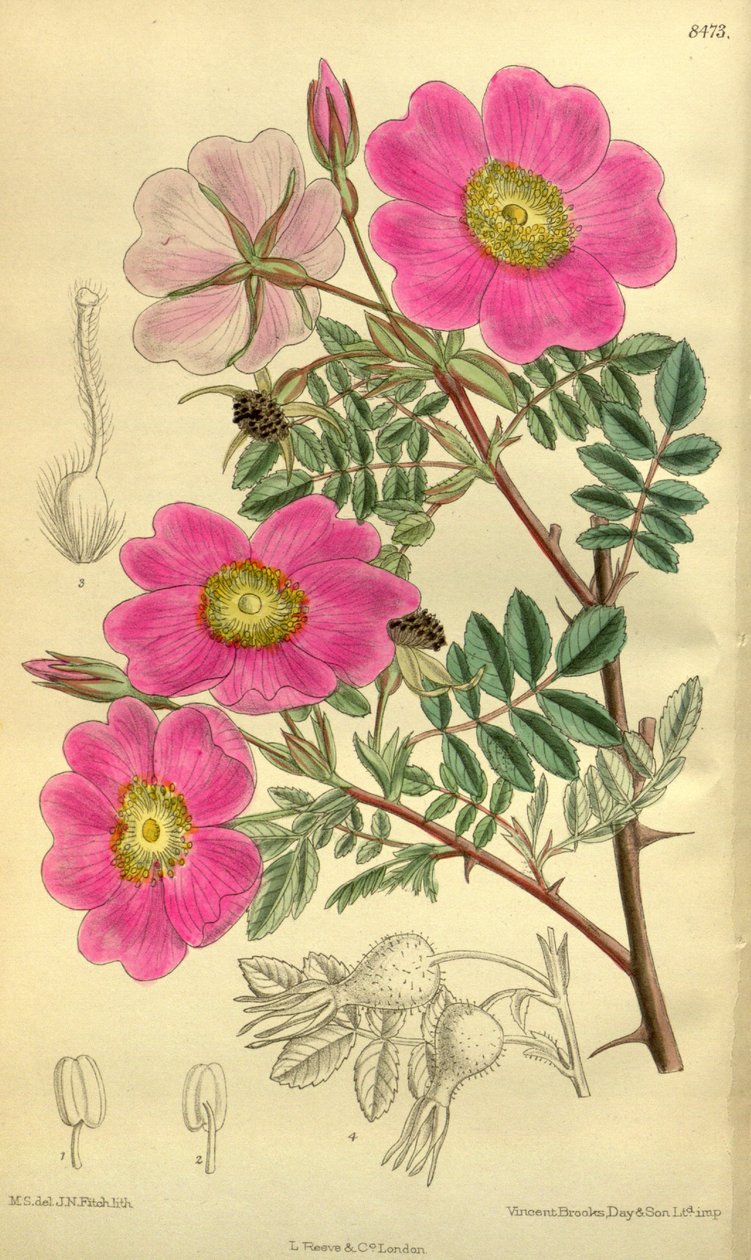 Rosa sertata von J.N. Fitch