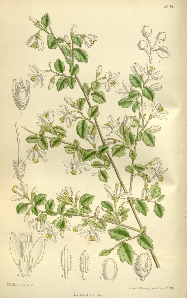 Styrax wilsonii, Styracaceae von J.N. Fitch