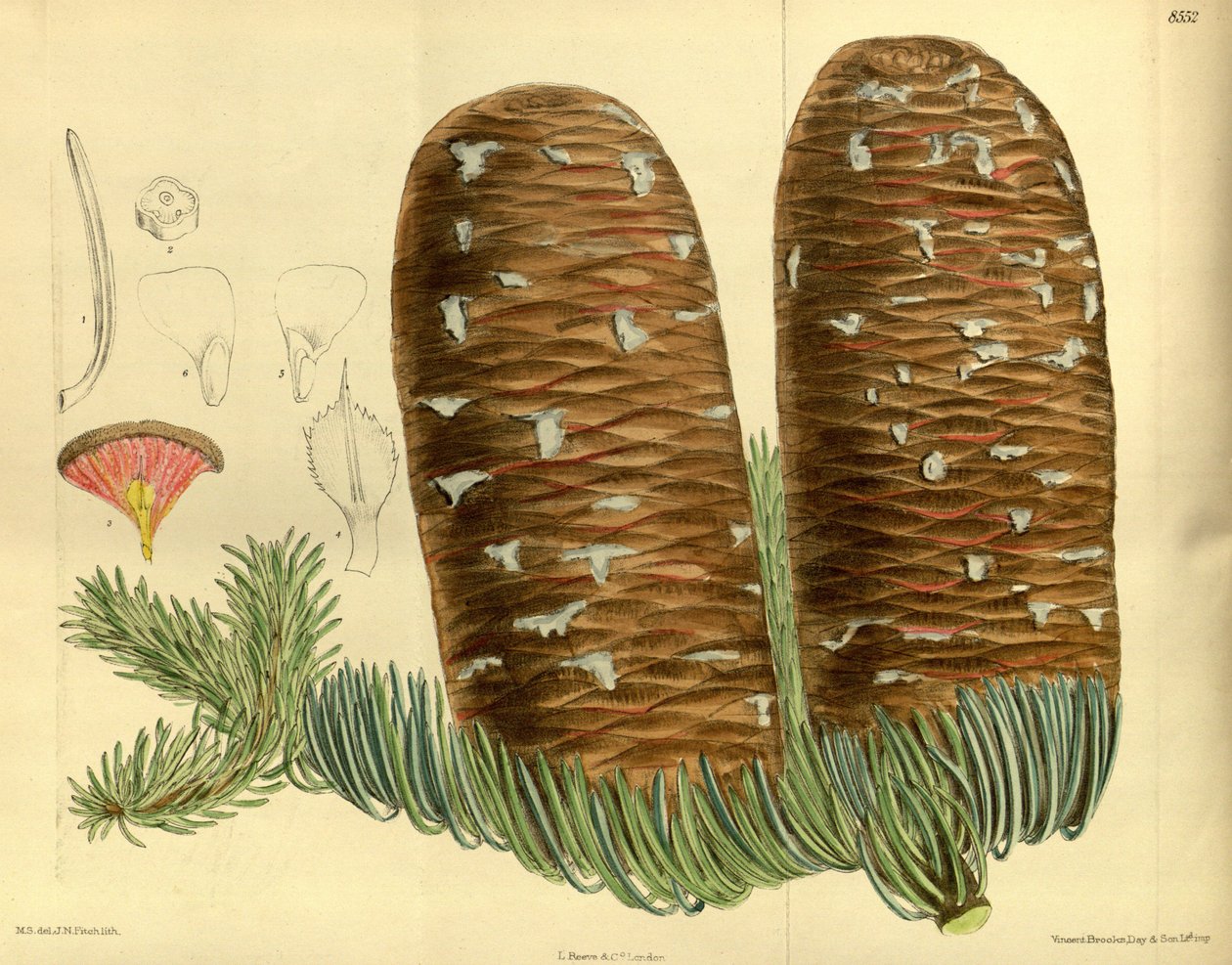 Abies magnifica, Pinaceae von J.N. Fitch