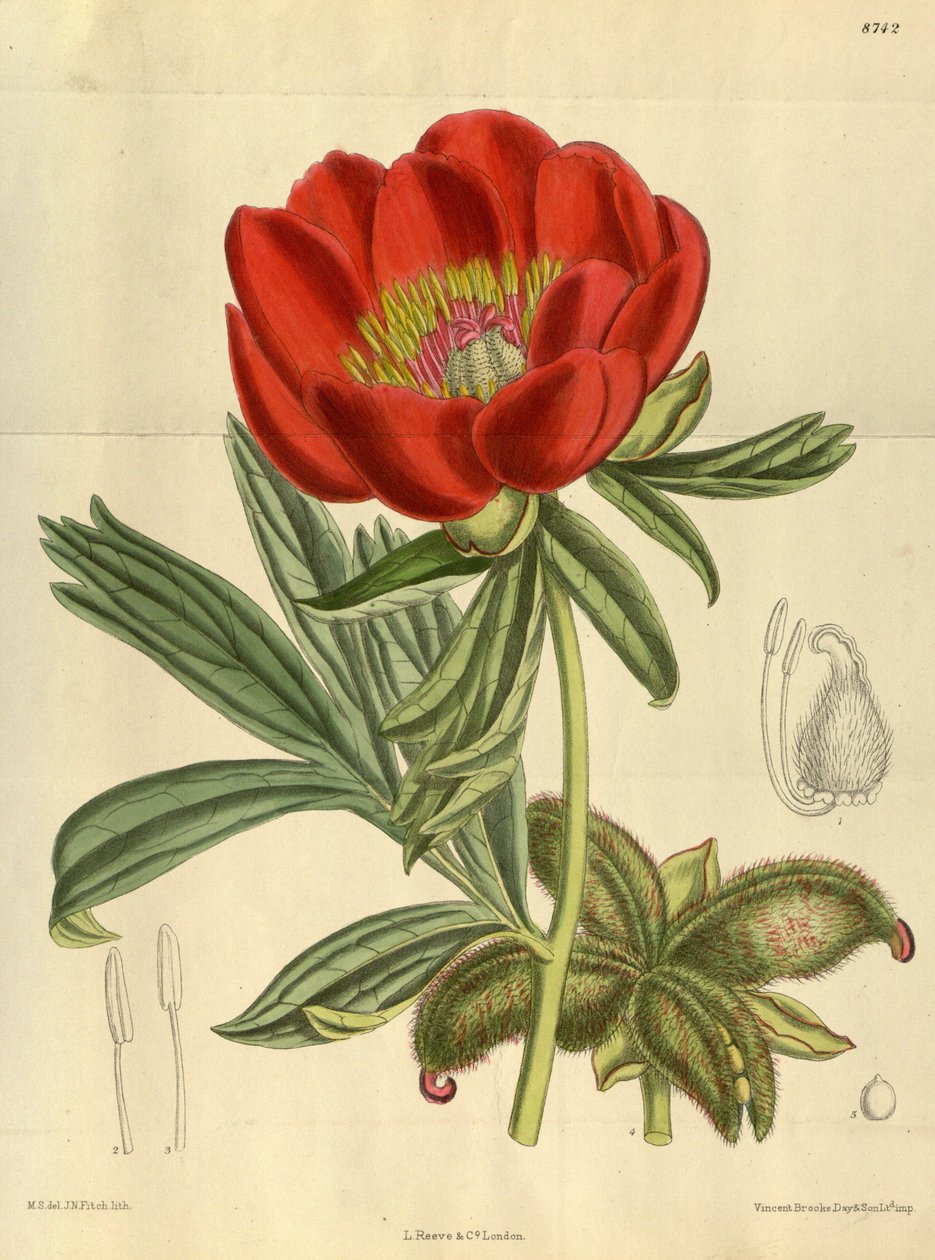 Paeonia peregrina, Paeoniaceae von J.N. Fitch