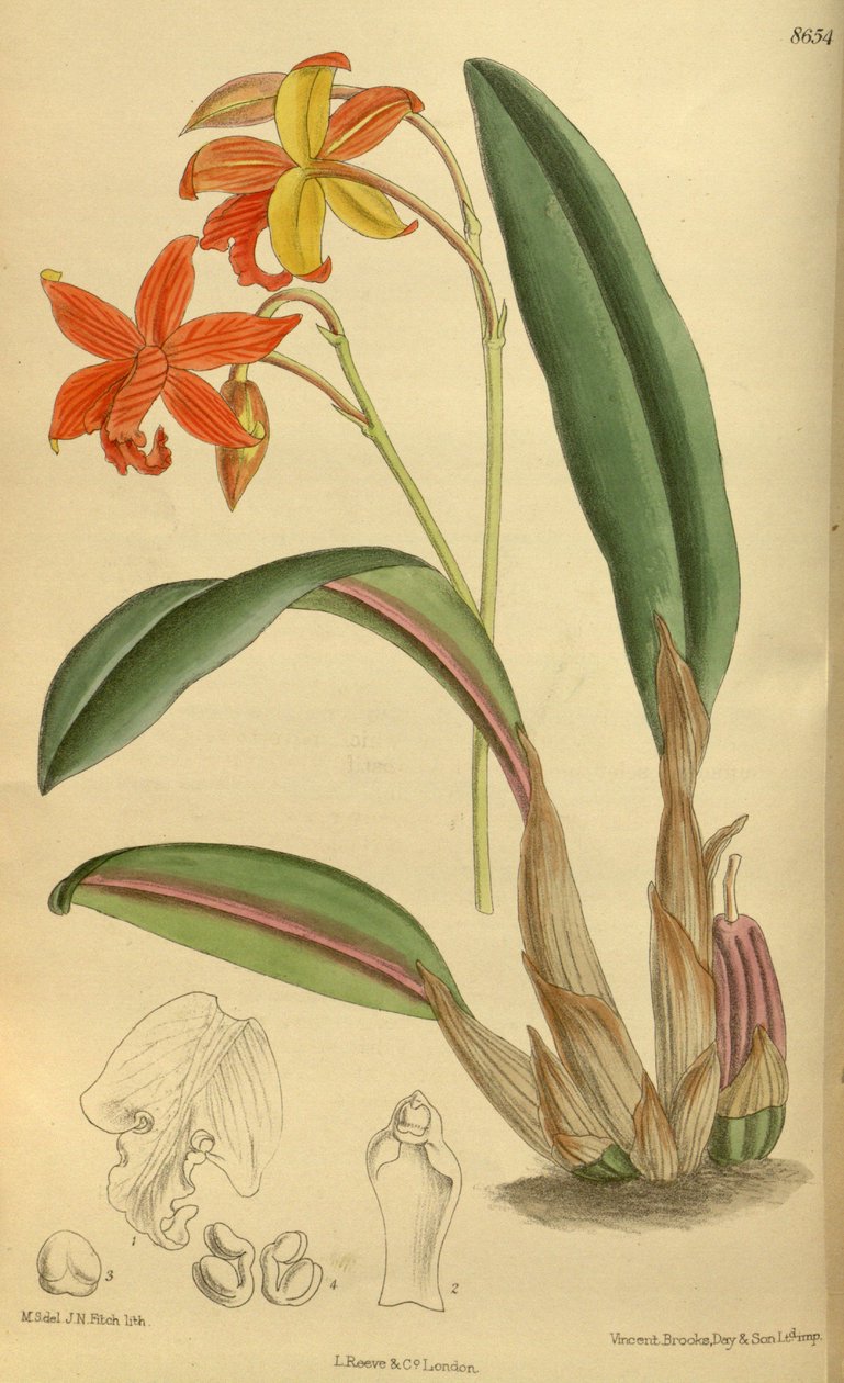 Sophrolaelia psyche, Orchidaceae von J.N. Fitch