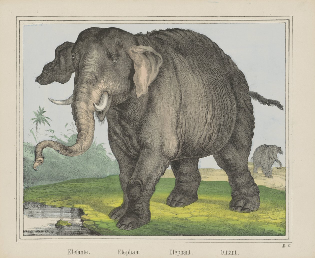 Elefant von J. Scotti