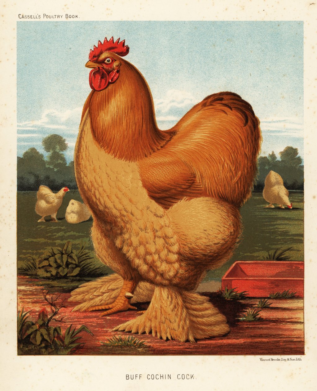 Buff Cochin Hahn von J. W. (after) Ludlow