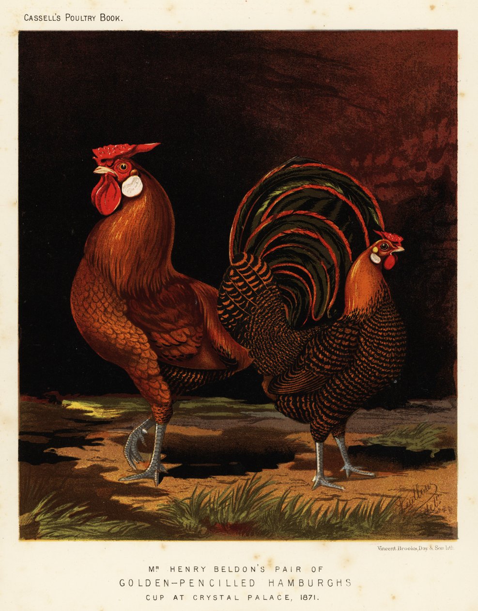 Goldgezeichnete Hamburghs von J. W. (after) Ludlow