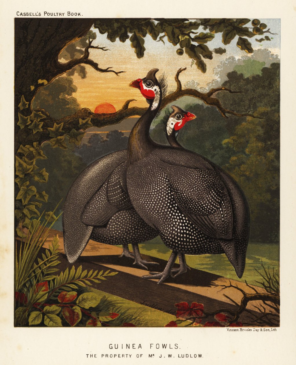 Perlhühner von J. W. (after) Ludlow