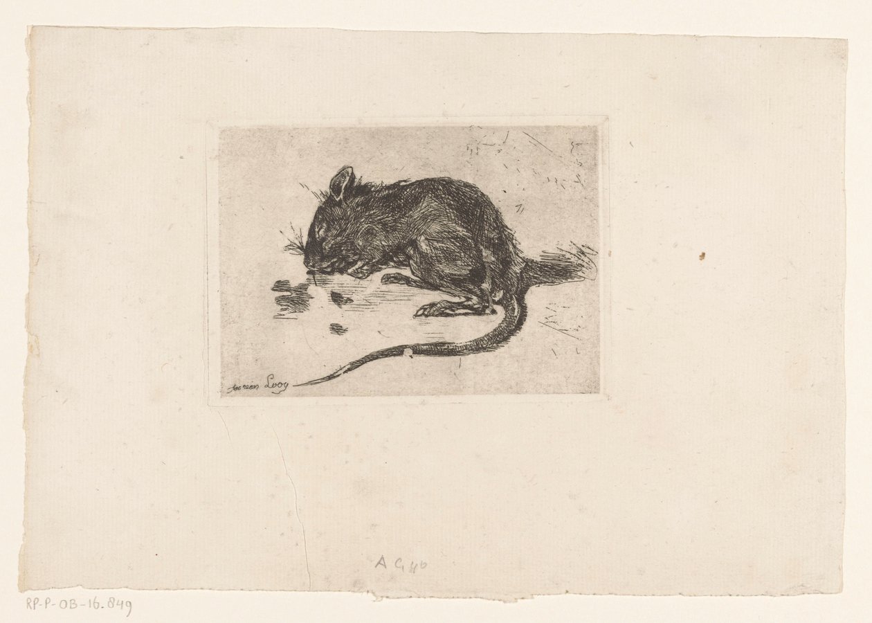 Maus von Jac van Looij