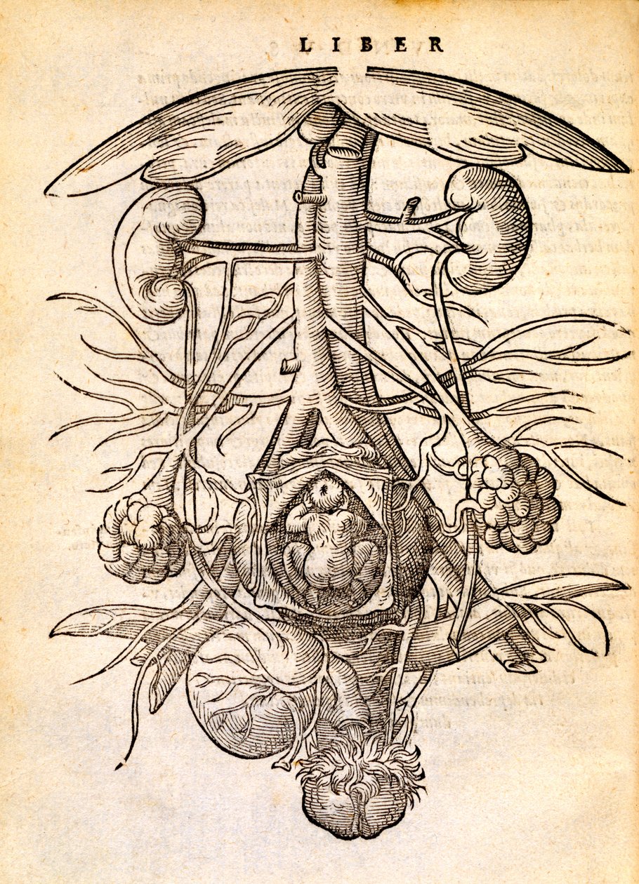 Schwangerschaftsreproduktionssystem, 1554 von Jacob Rueff
