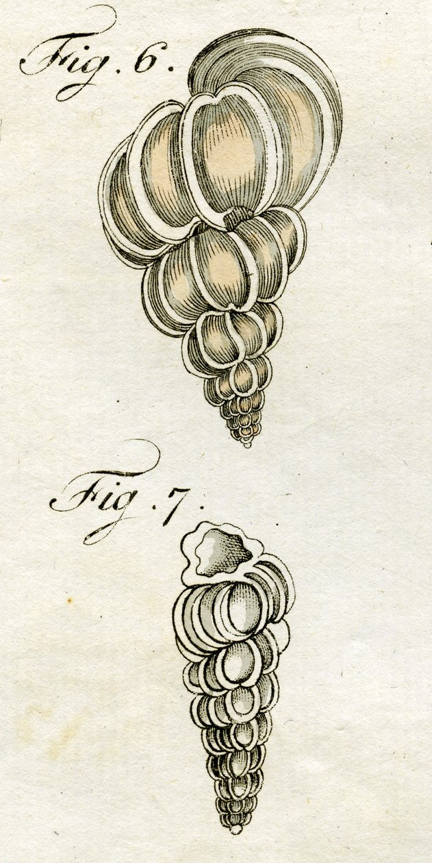 Illustration von Turbo Scalaris (1790) von Jacob Xavier Schmuzer