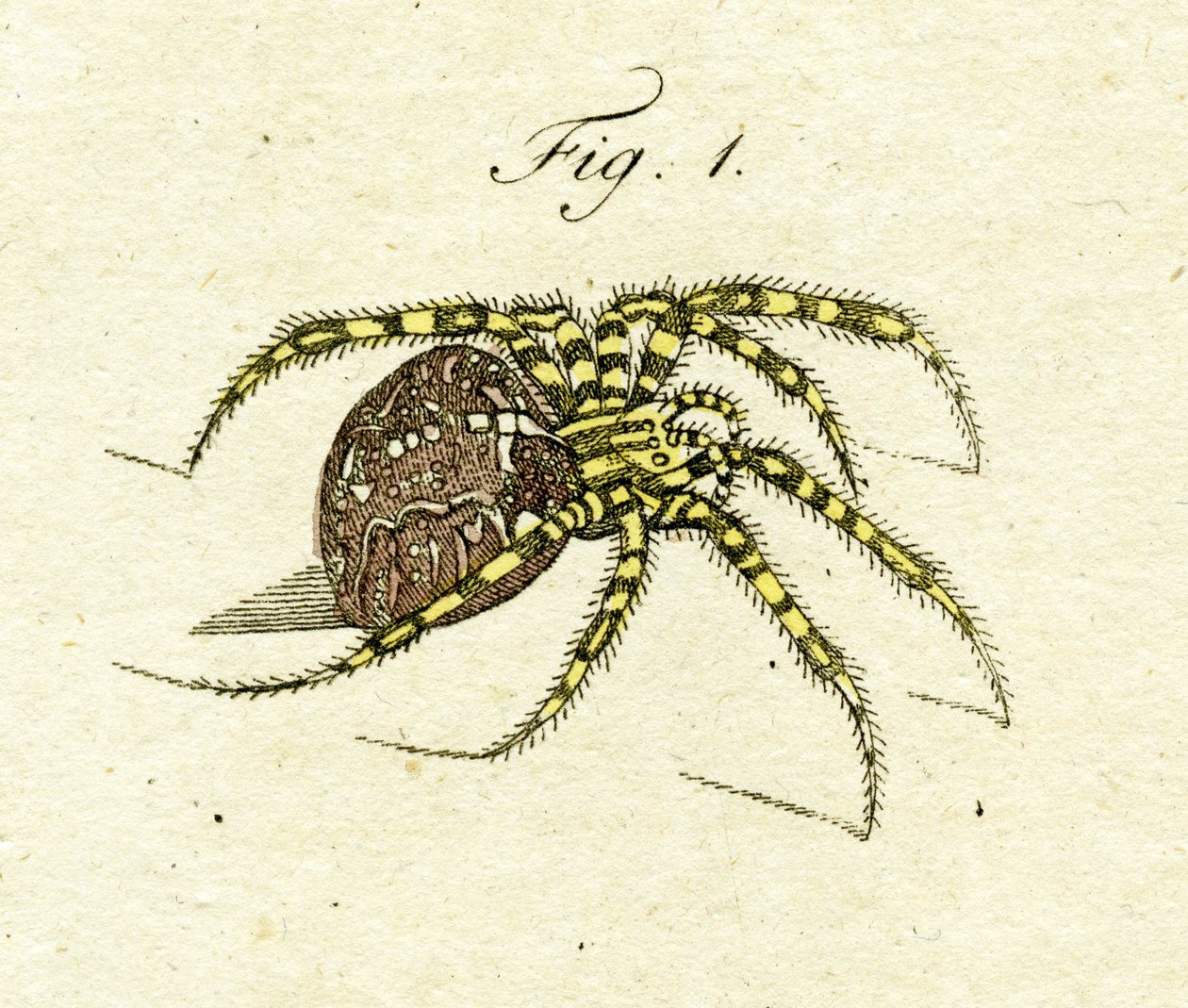 Illustration einer Spinne, 1790 von Jacob Xavier Schmuzer