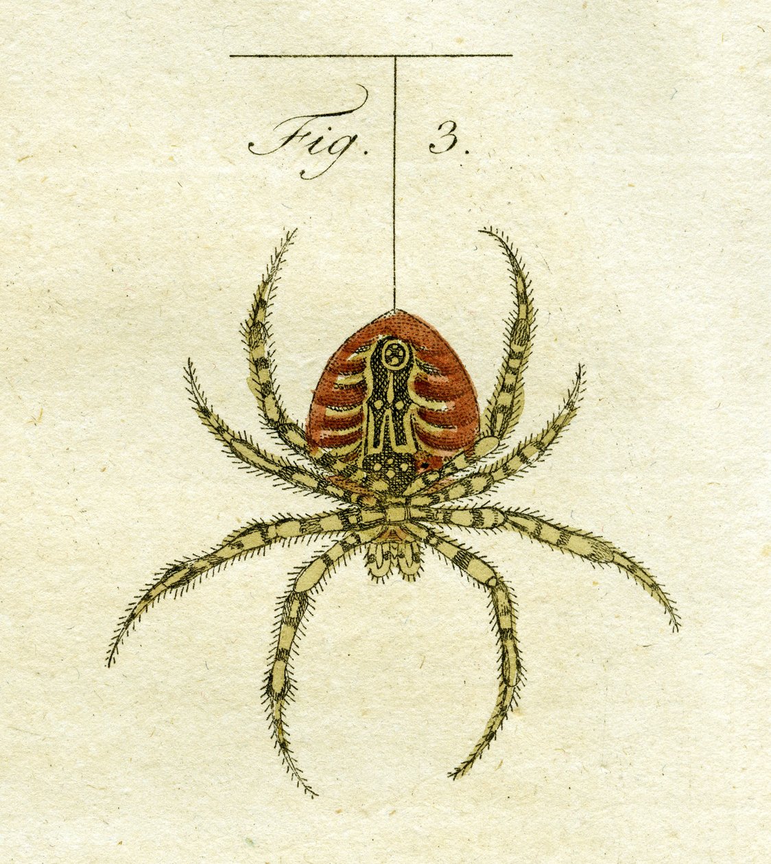 Illustration einer Spinne, 1790 von Jacob Xavier Schmuzer