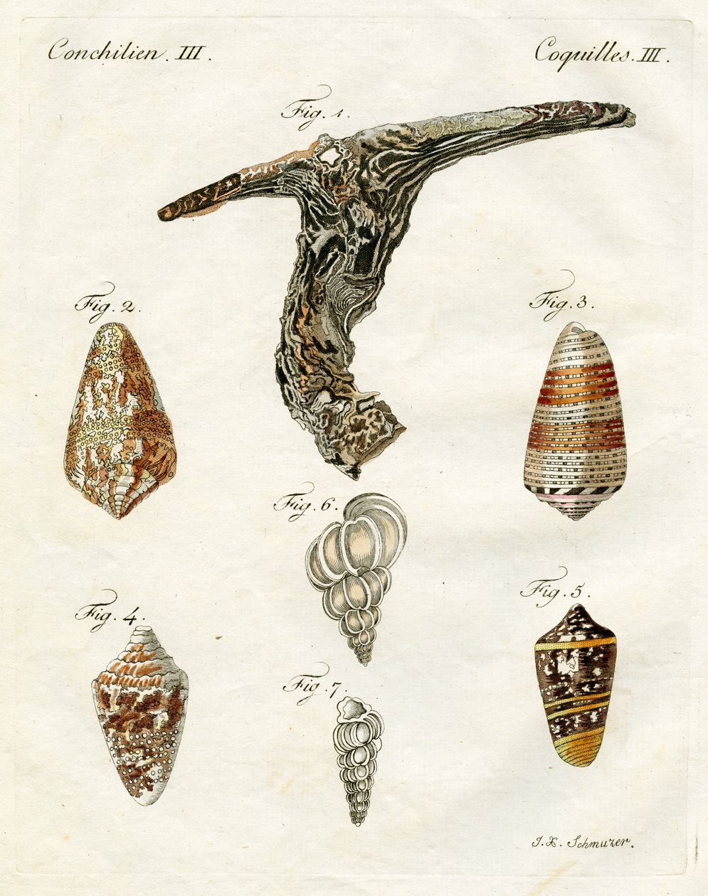 Illustration von Muscheln, 1790 von Jacob Xavier Schmuzer