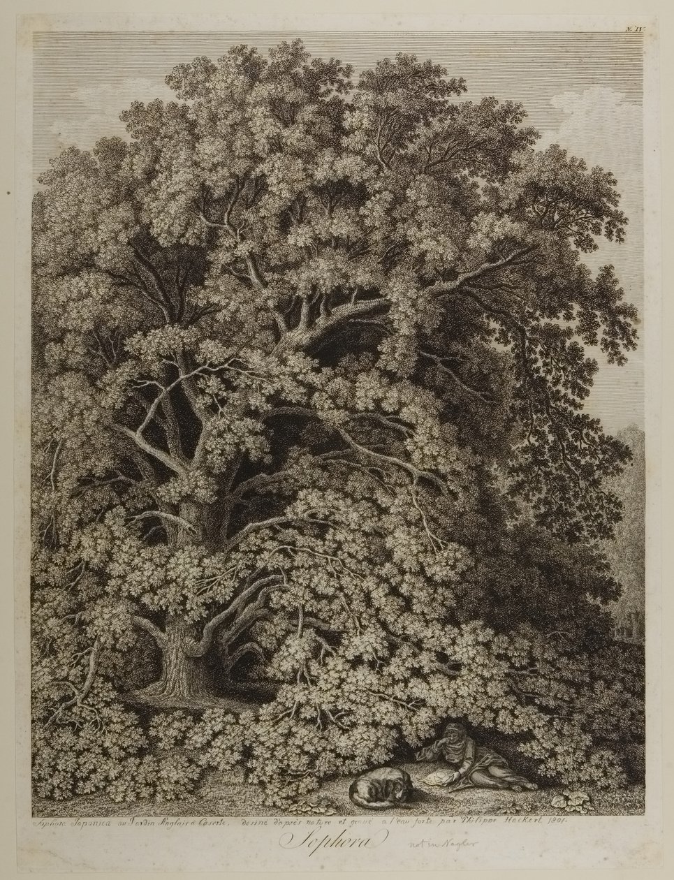Sophora von Jacob Philippe Hackert