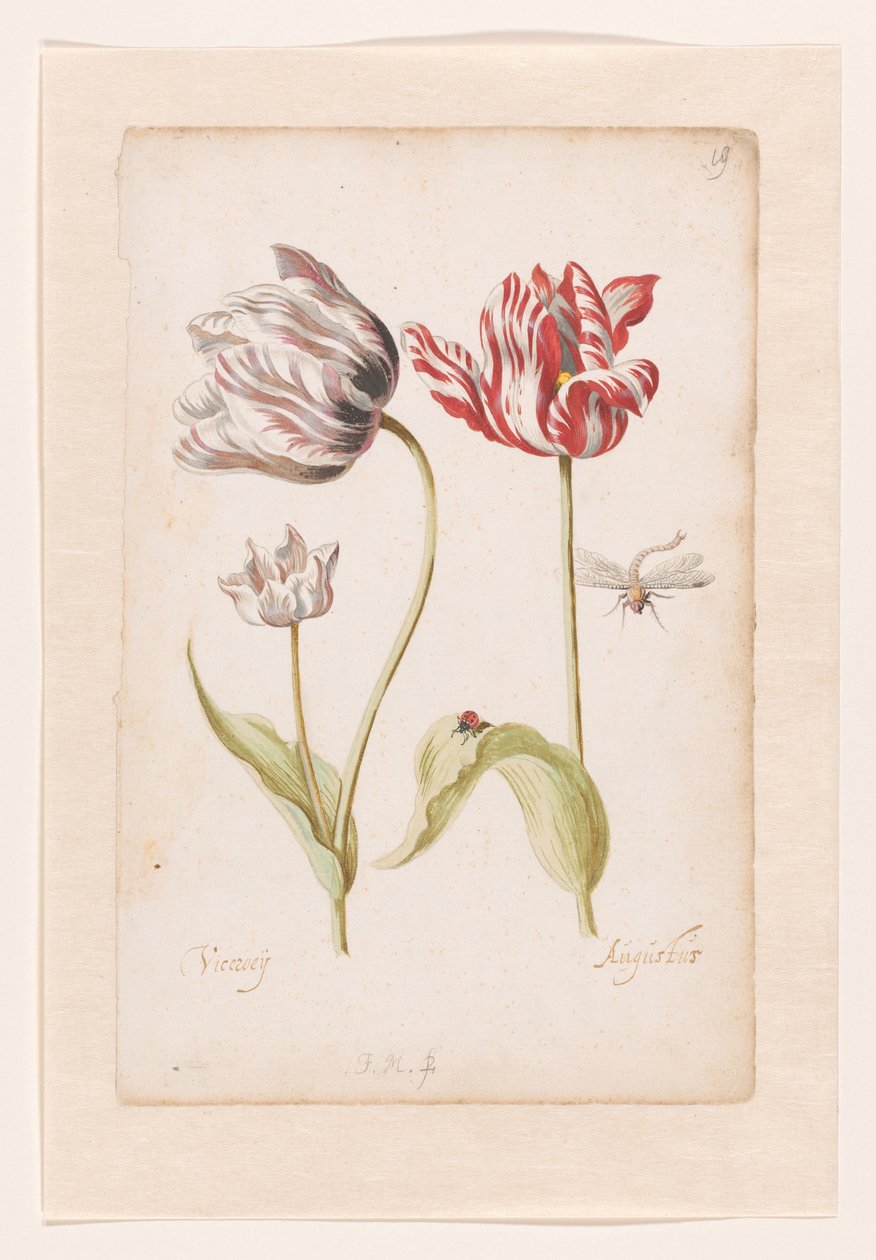 Zwei Tulpen mit Insekten von Jacob Marrel