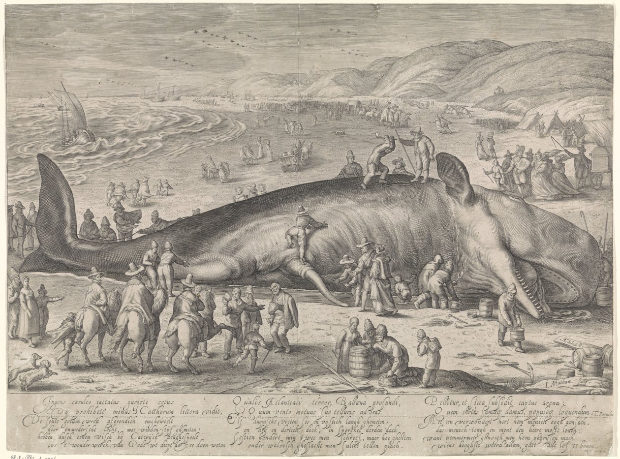 Gestrandeter Wal bei Berckhey, 1598 von Jacob Matham