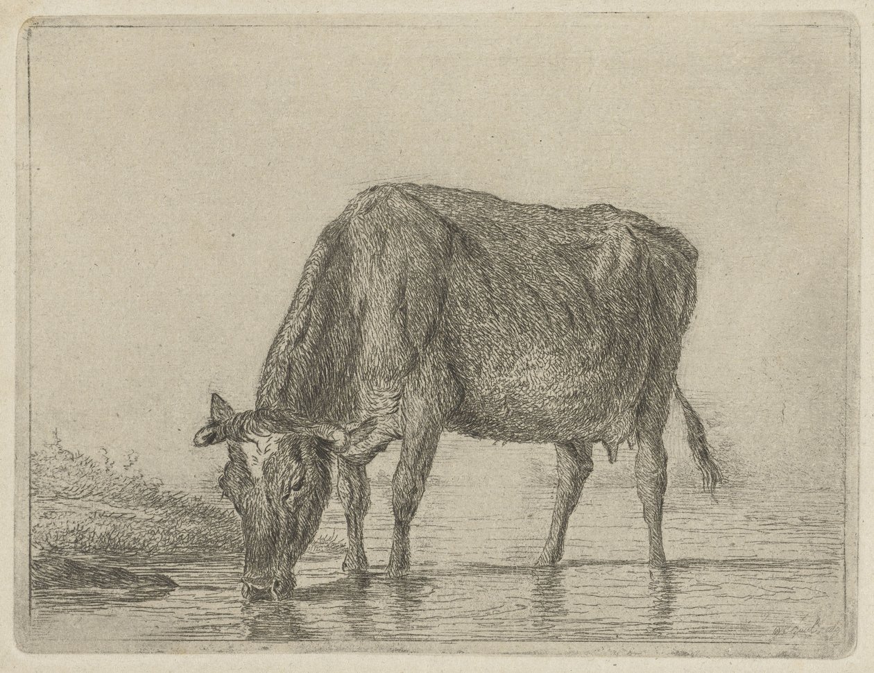 Trinkende Kuh von Jacobus Cornelis Gaal