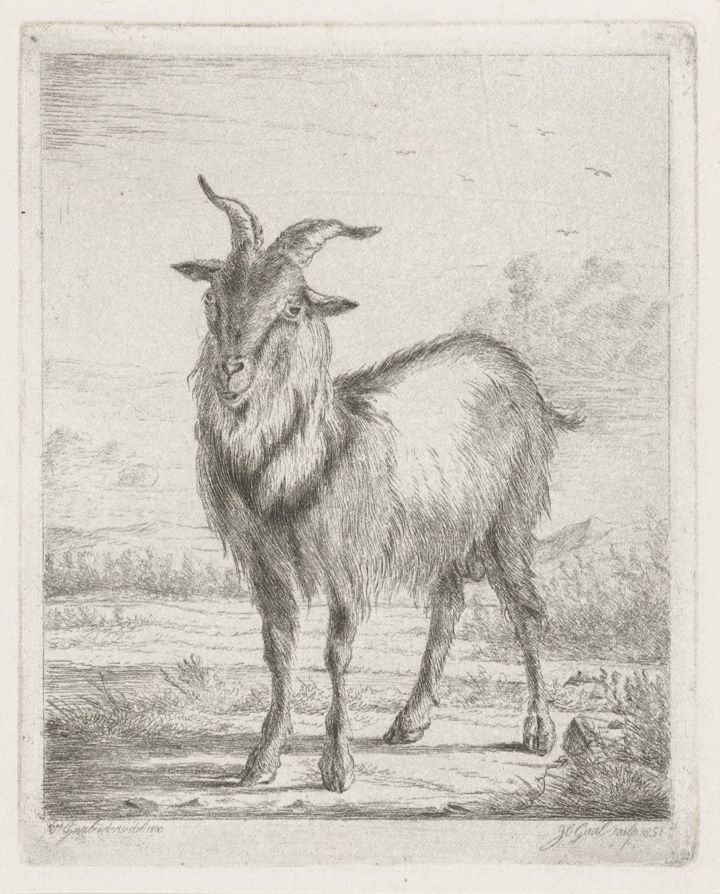 Stehende Ziege von Jacobus Cornelis Gaal