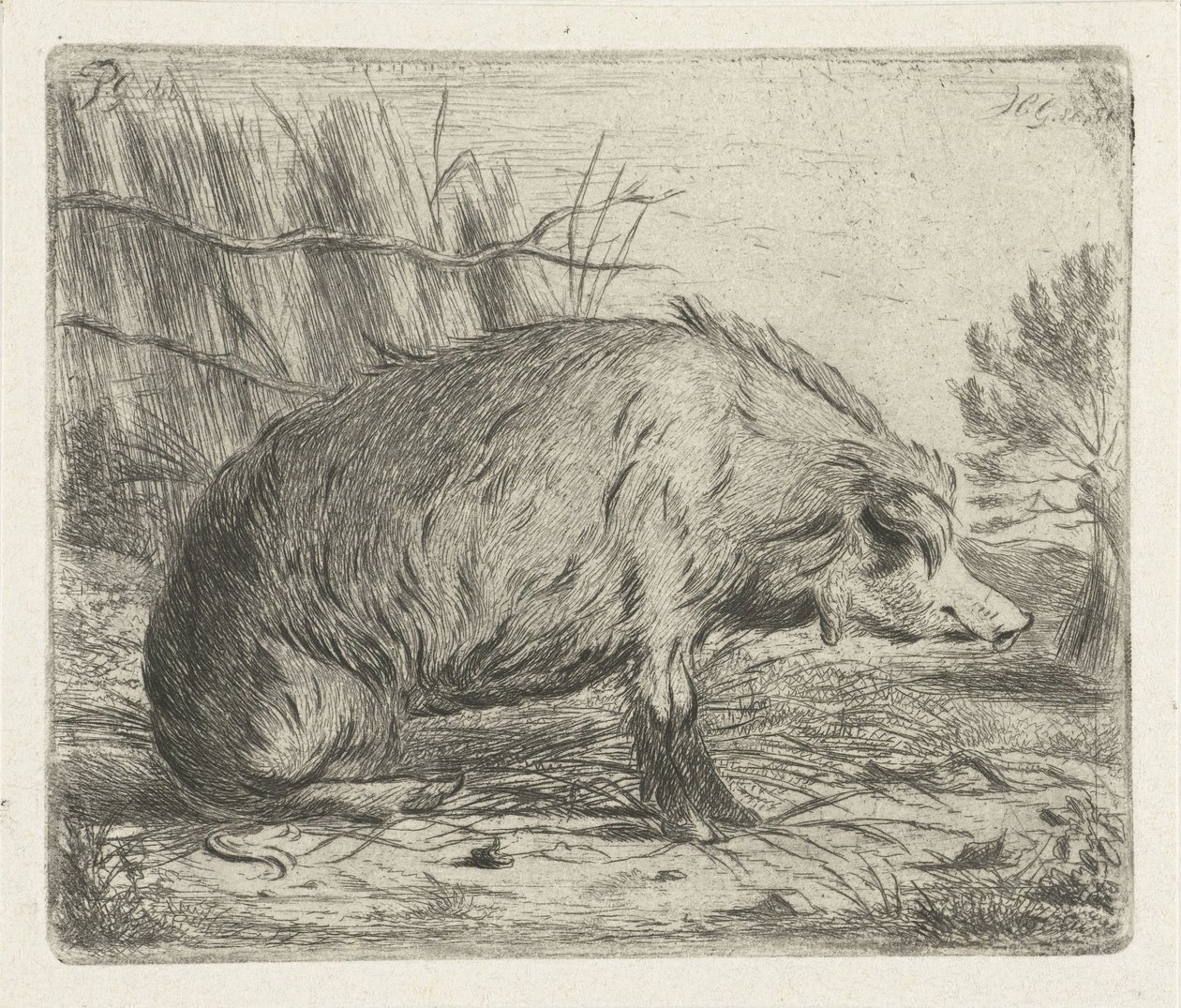 Sitzendes Wildschwein von Jacobus Cornelis Gaal