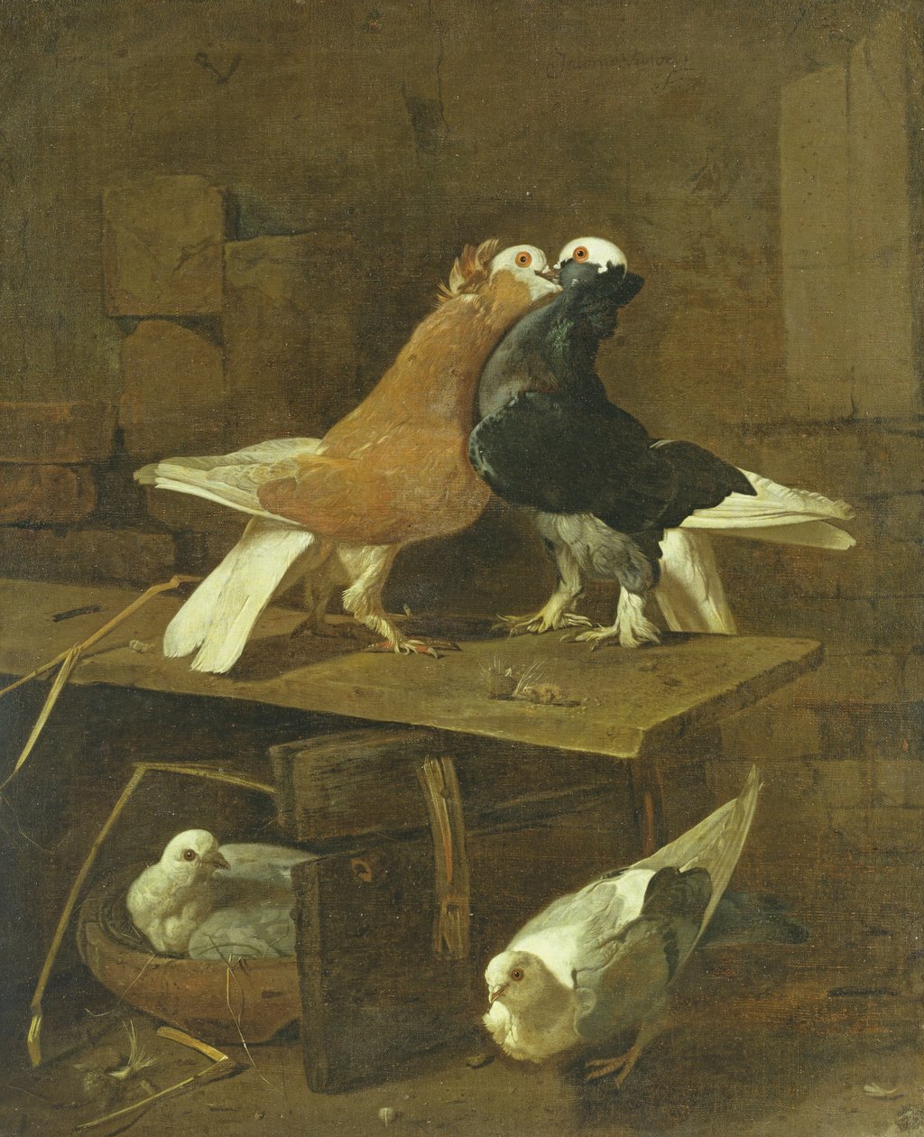 Tauben von Jacomo Victors