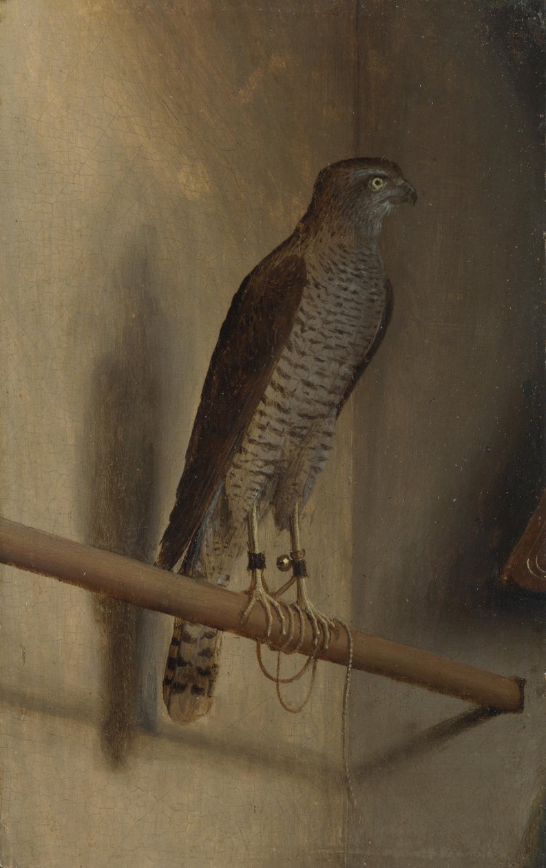 Ein Sperber von Jacopo de Barbari