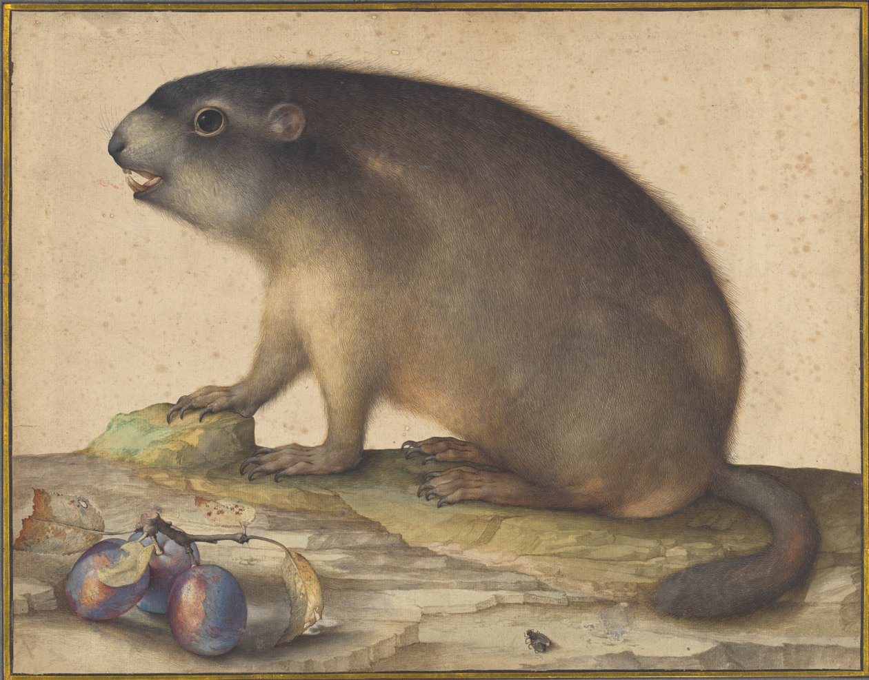 Ein Murmeltier mit einem Zweig Pflaumen von Jacopo Ligozzi