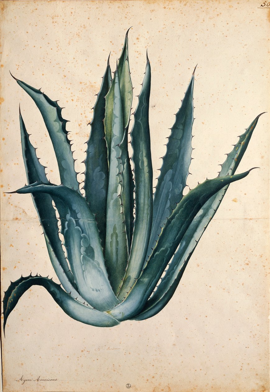 Jahrhundertpflanze (Agave americana) von Jacopo Ligozzi von Jacopo Ligozzi