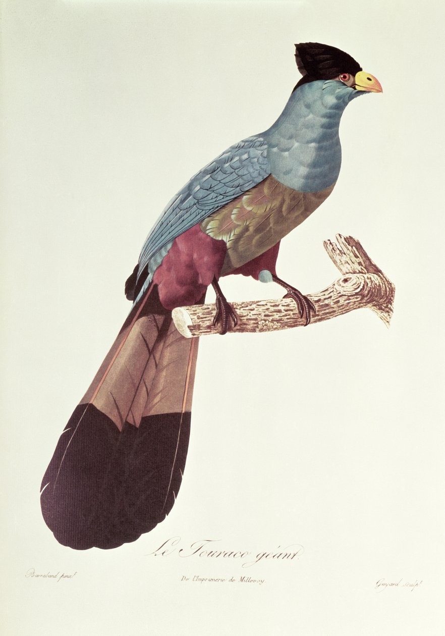 Großer Turako von Jacques Barraband