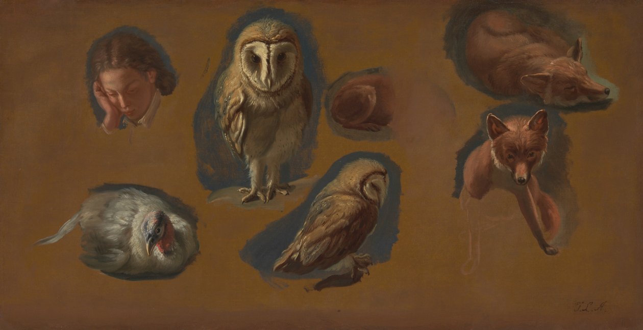 Studien eines Fuchses, einer Schleiereule, eines Pfauenweibchens und des Kopfes eines jungen Mannes von Jacques Laurent Agasse