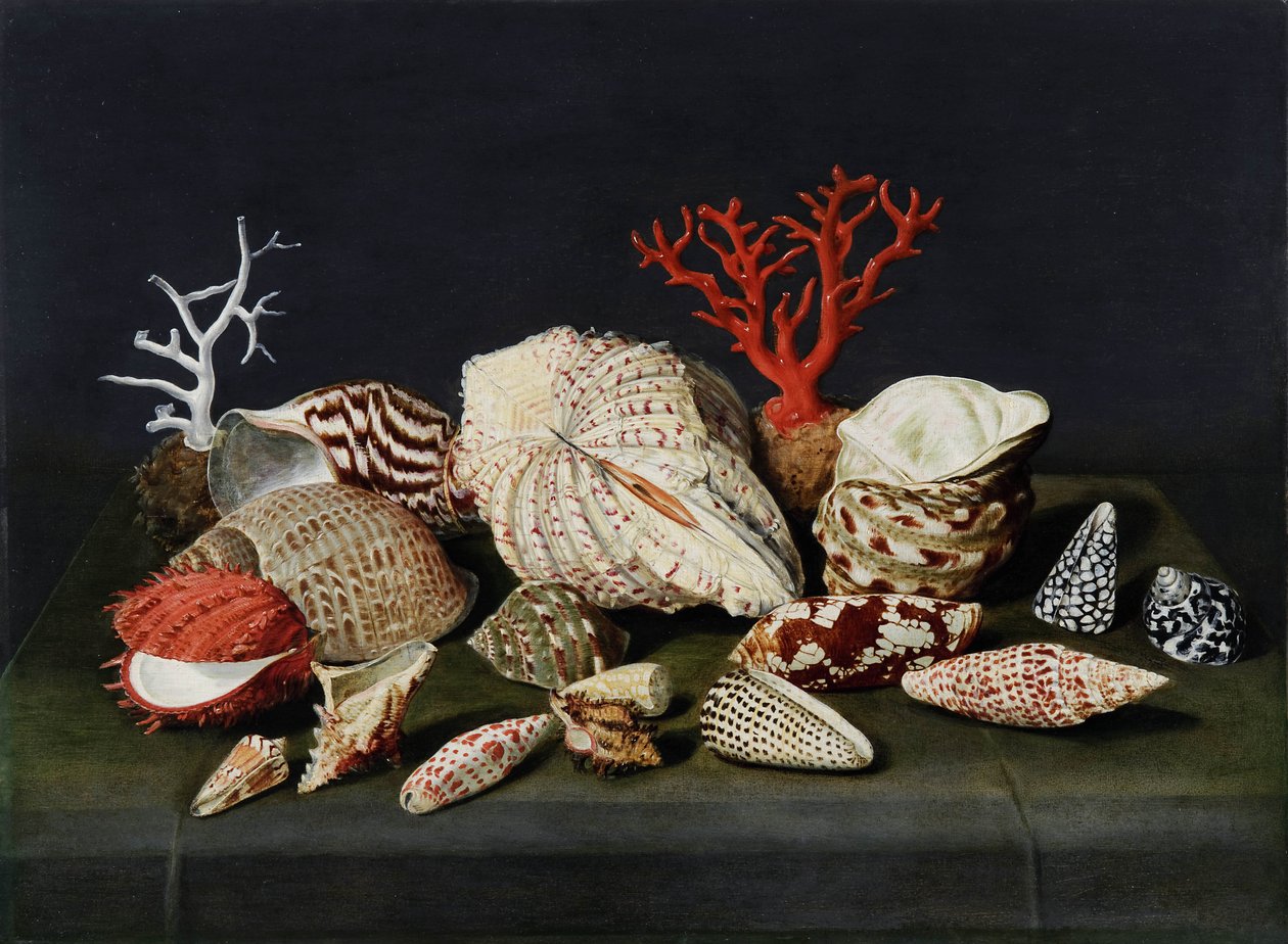 Stillleben mit Muscheln und Korallen von Jacques Linard