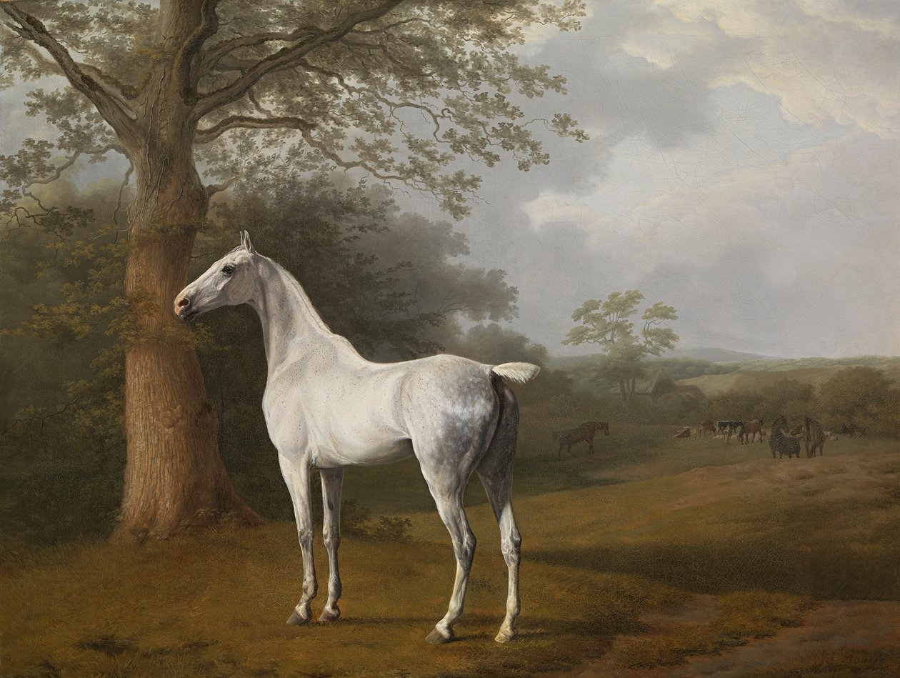 Graues Pferd auf der Wiese von Jacques Laurent Agasse
