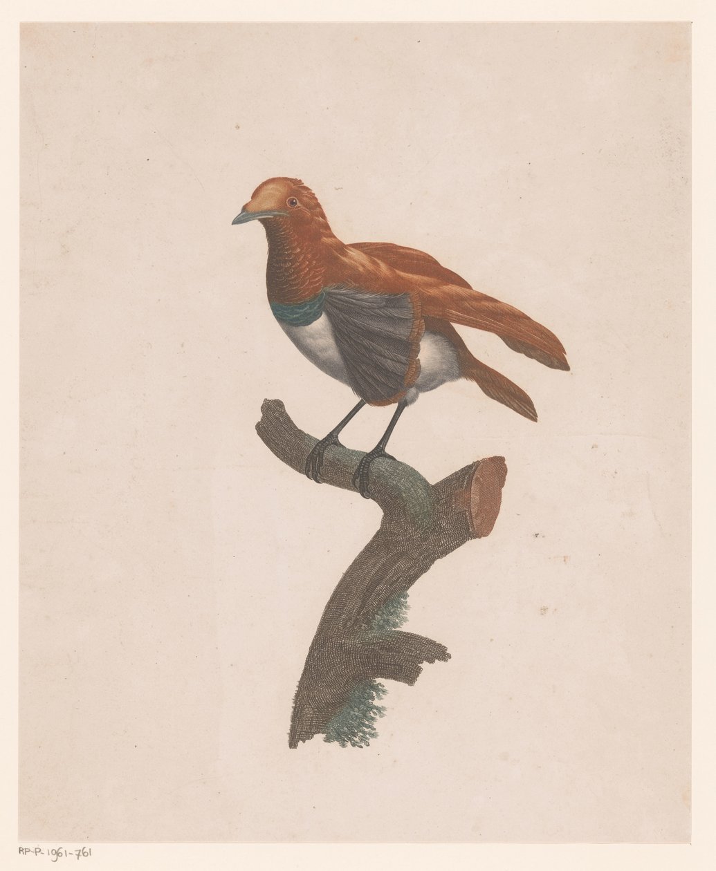 Vogel auf einem Ast von Jacques Louis Perée
