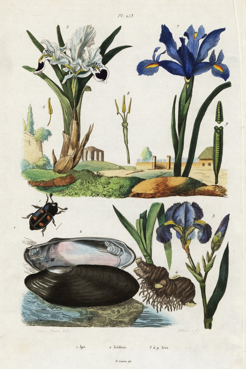 Iris, Muschel und Käfer von Jacques Reyne Isidore Acarie Baron