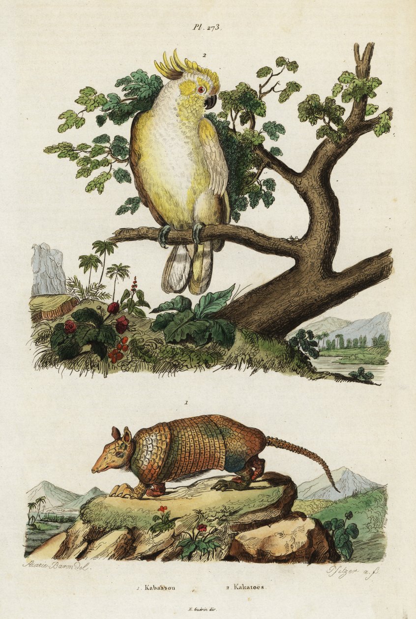 Gelbwangenkakadu und Gürteltier von Jacques Reyne Isidore Acarie Baron