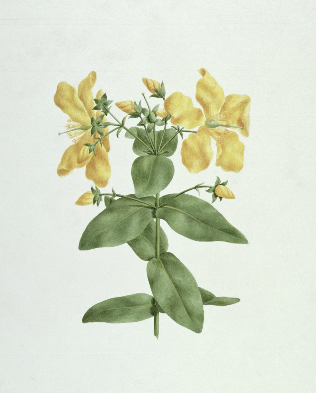 Feel-Fetch (Hypericum quartinianum) von James Bruce