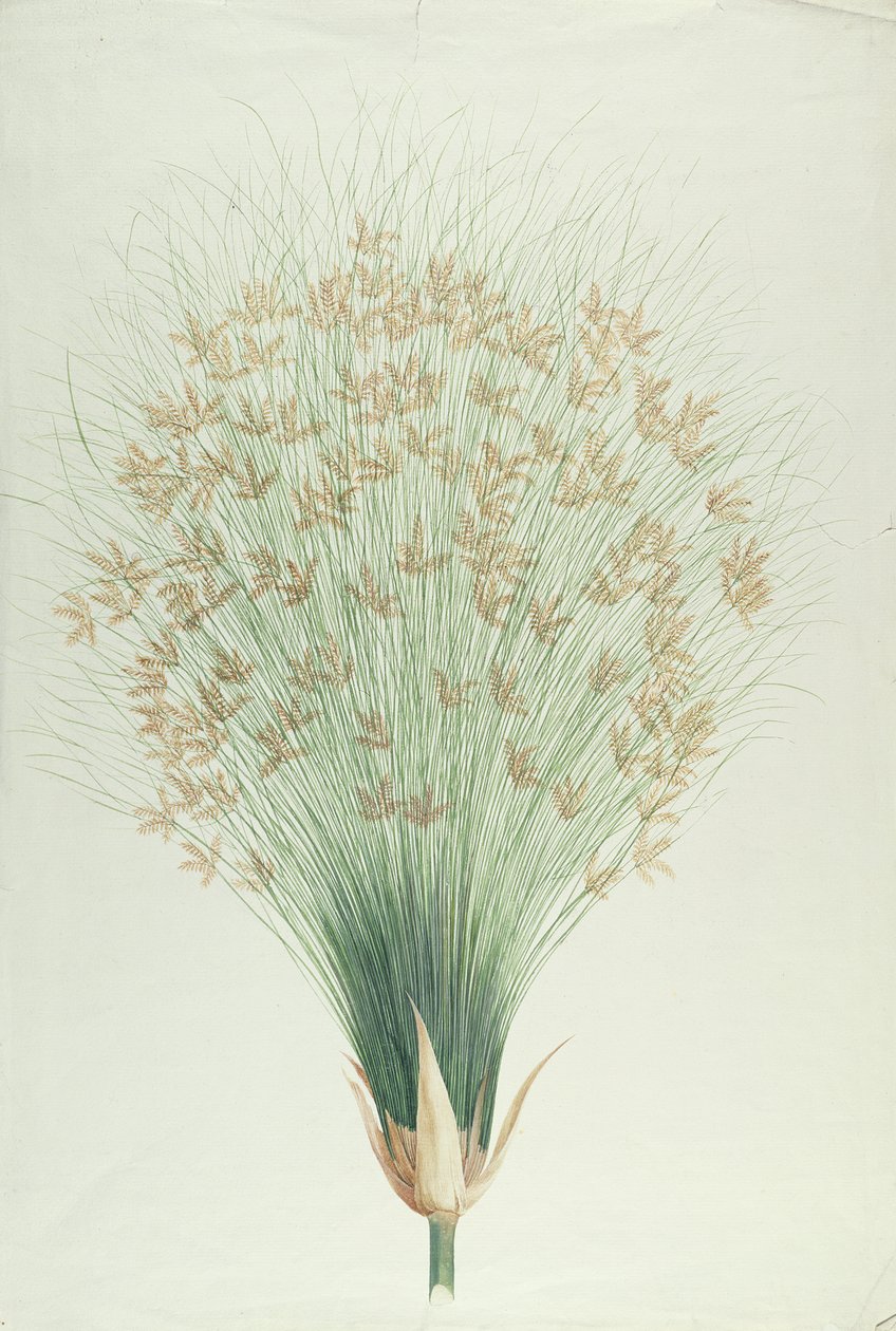 Papyrus von James Bruce