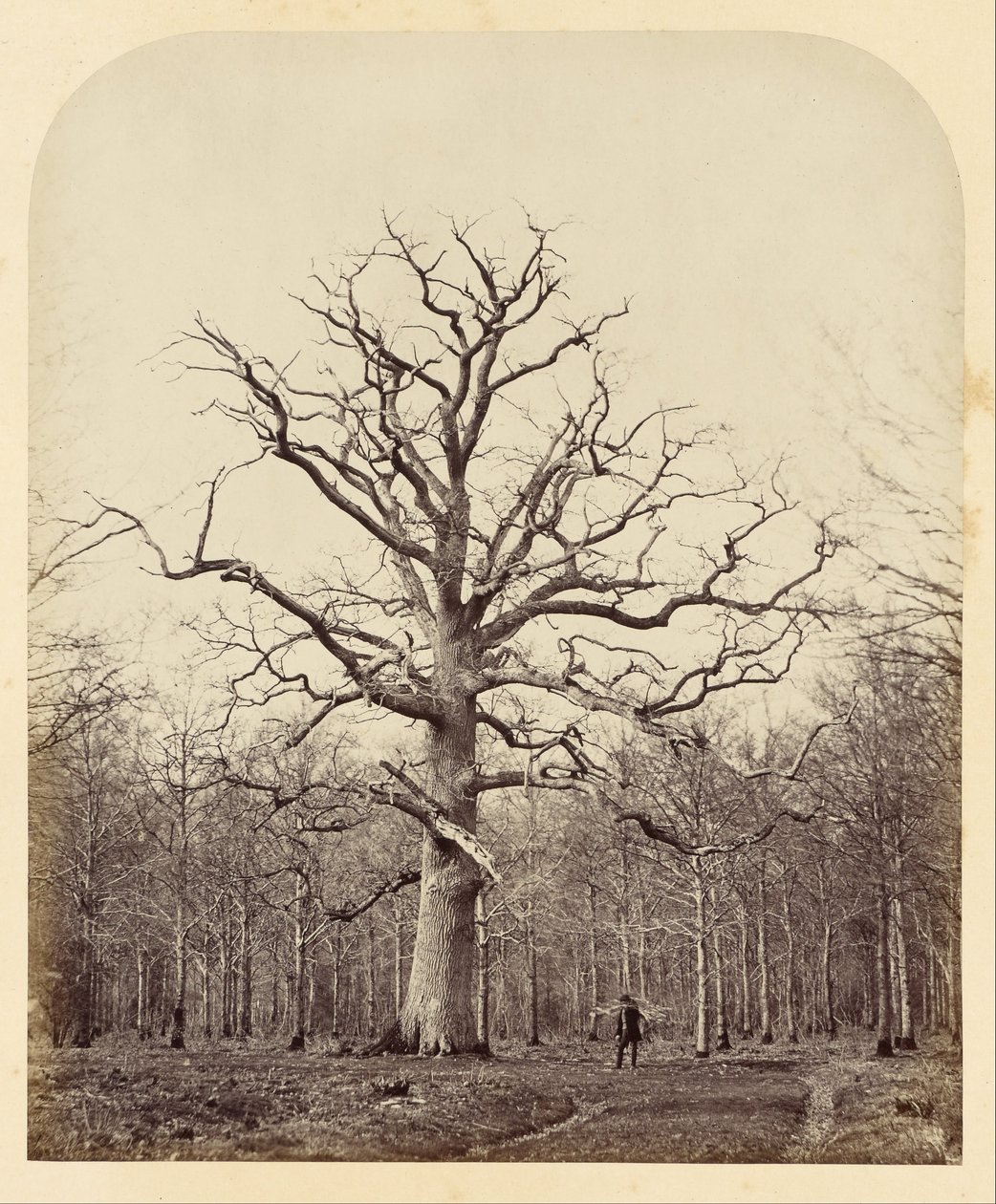Königin Annes Eiche von James Sinclair