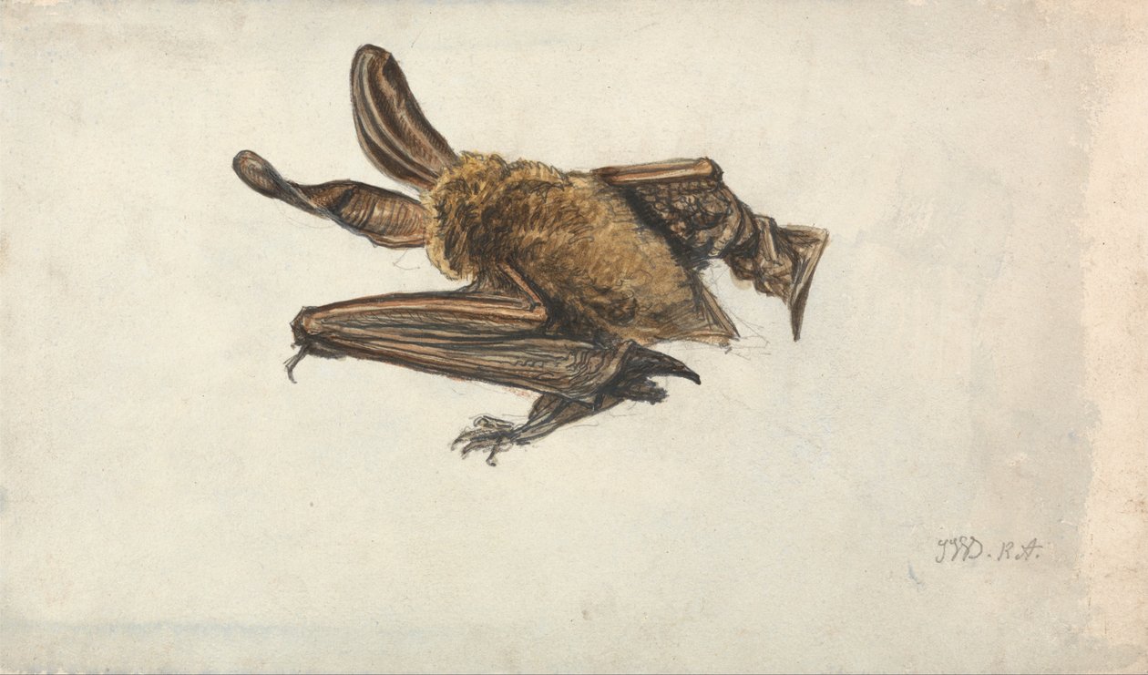 Eine Fledermaus von James Ward