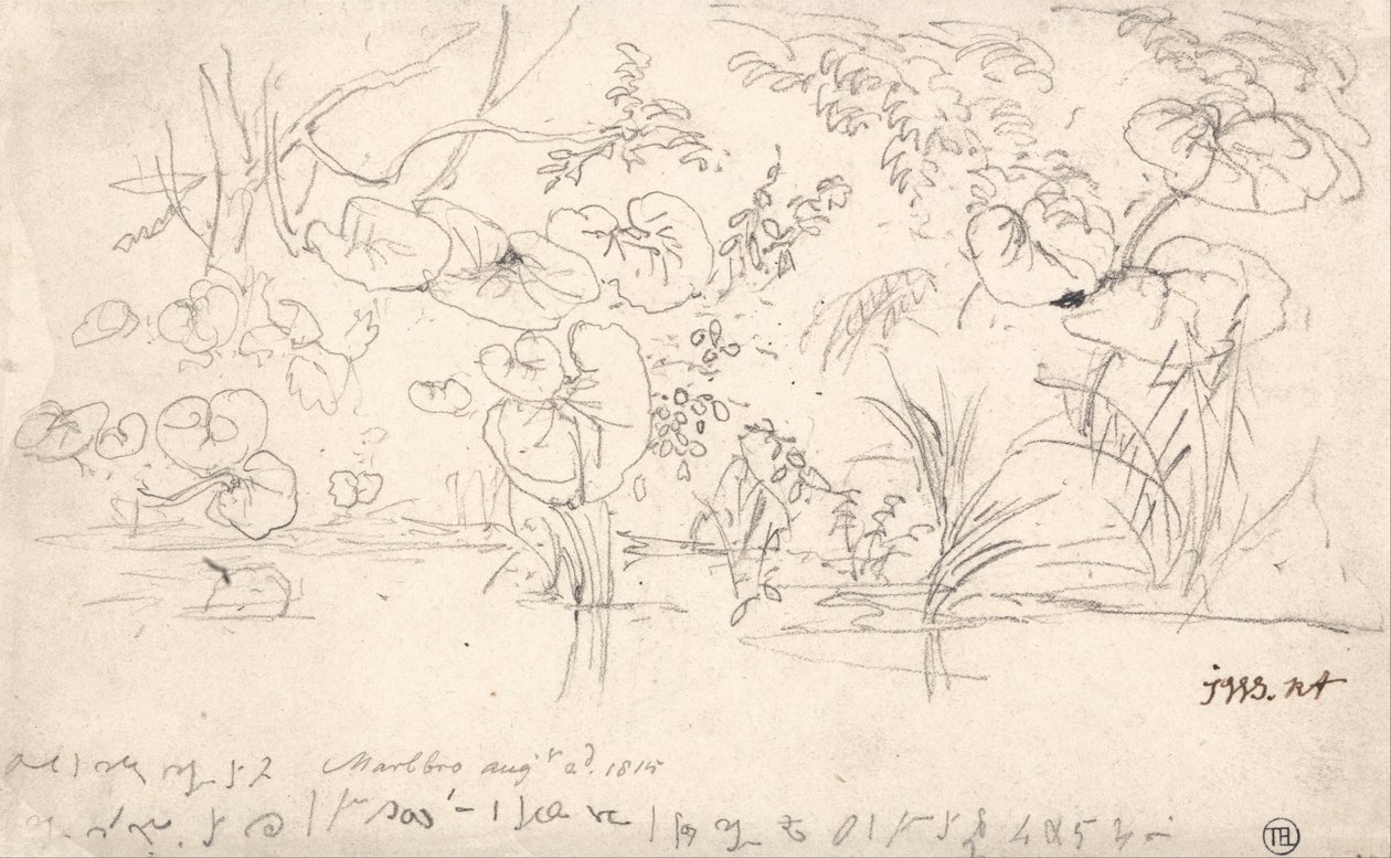 Pflanzenstudien, 2. August 1815 von James Ward