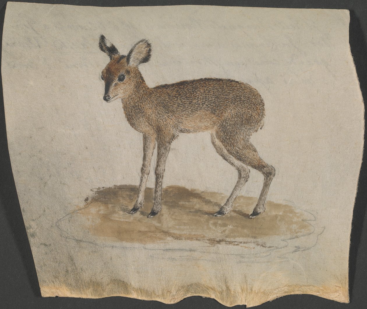 Dik-dik von James Bruce