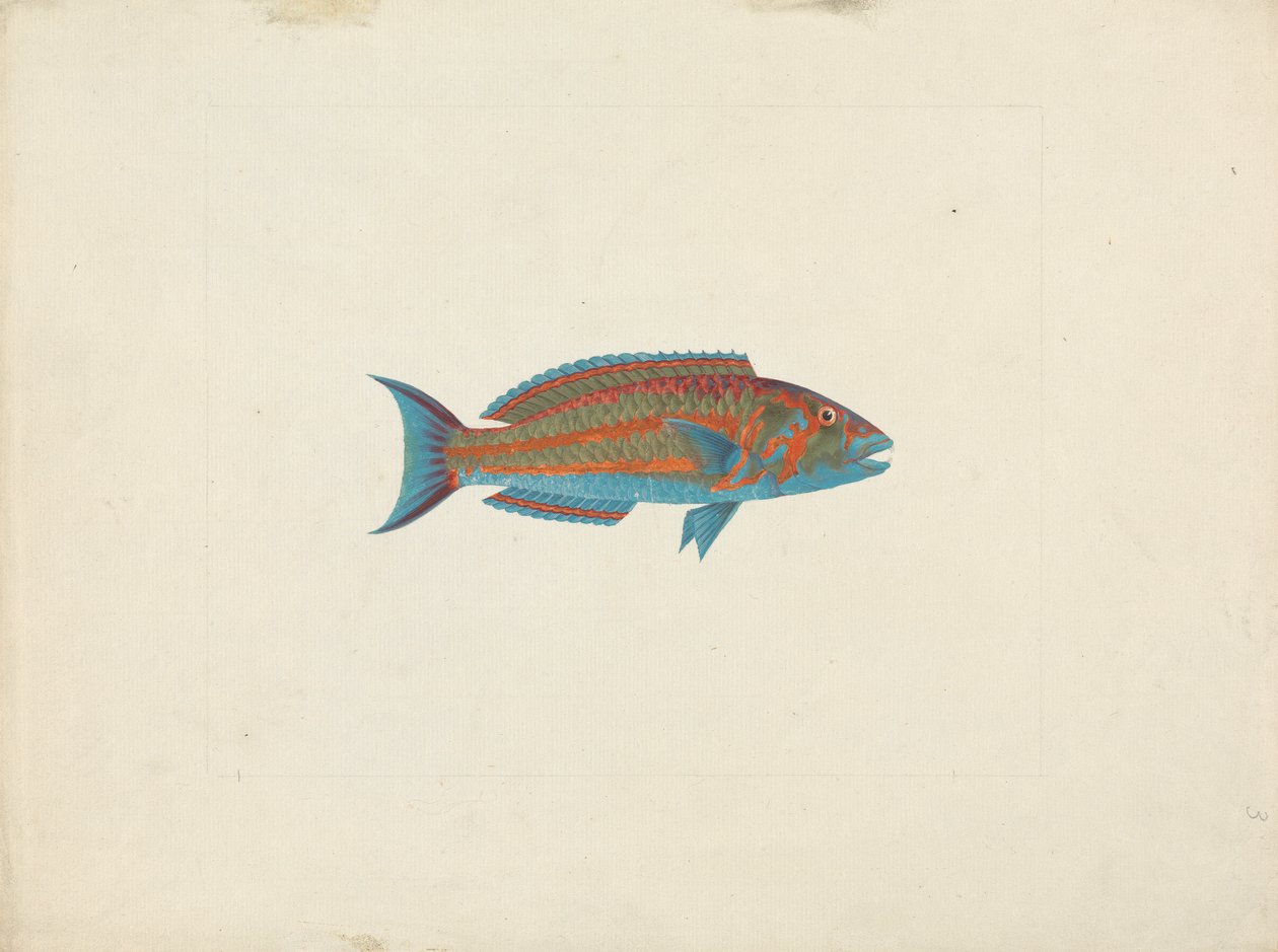 Unidentifizierter Fisch von James Bruce