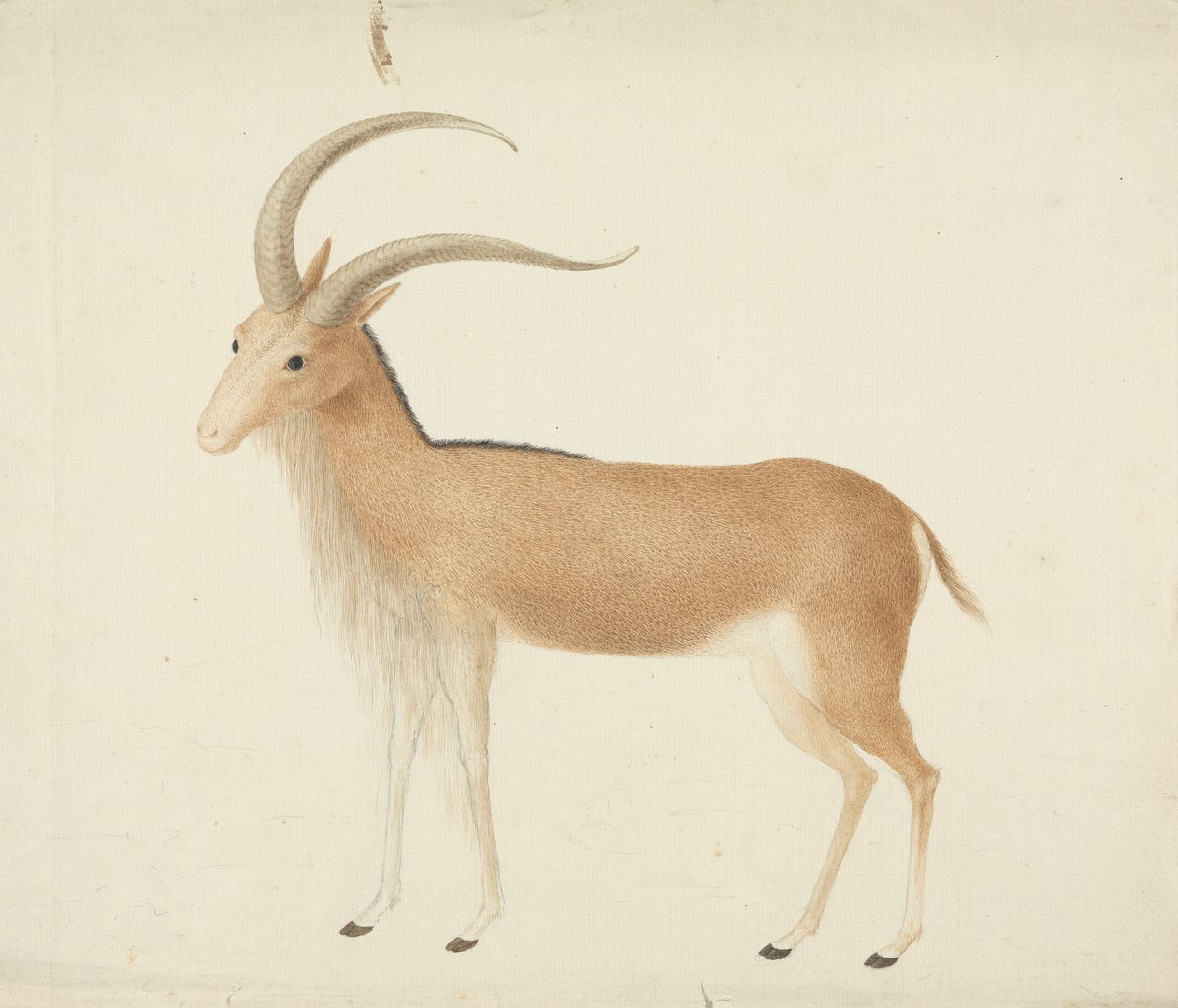 Unidentifiziertes Huftier von James Bruce