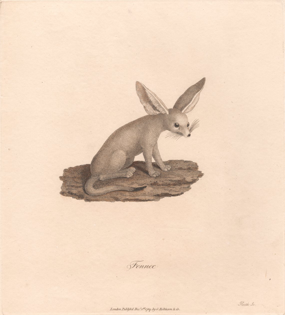 Fennek von James Heath
