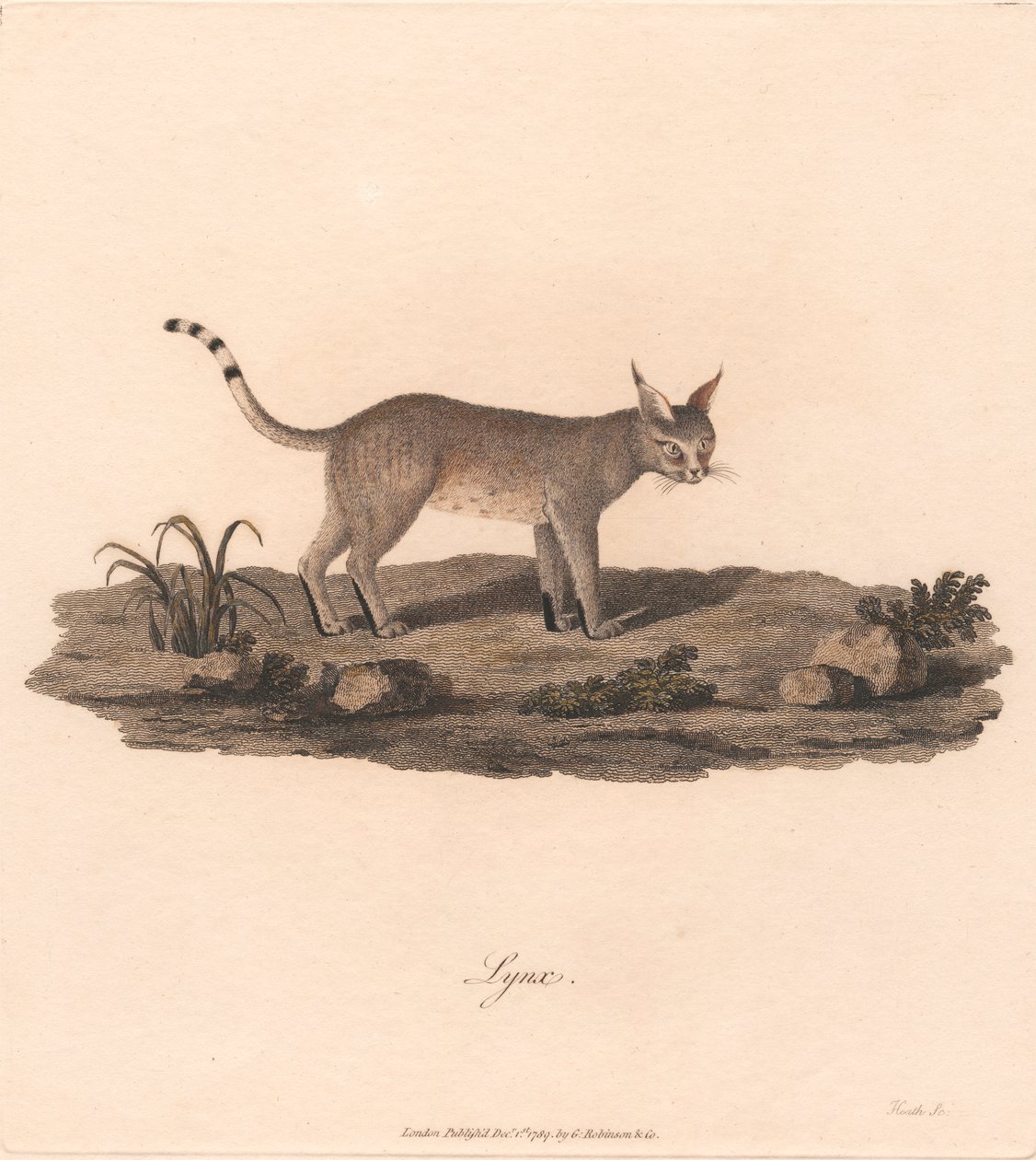 Luchs von James Heath