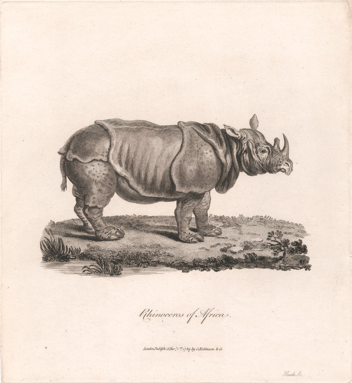 Nashorn von Afrika von James Heath