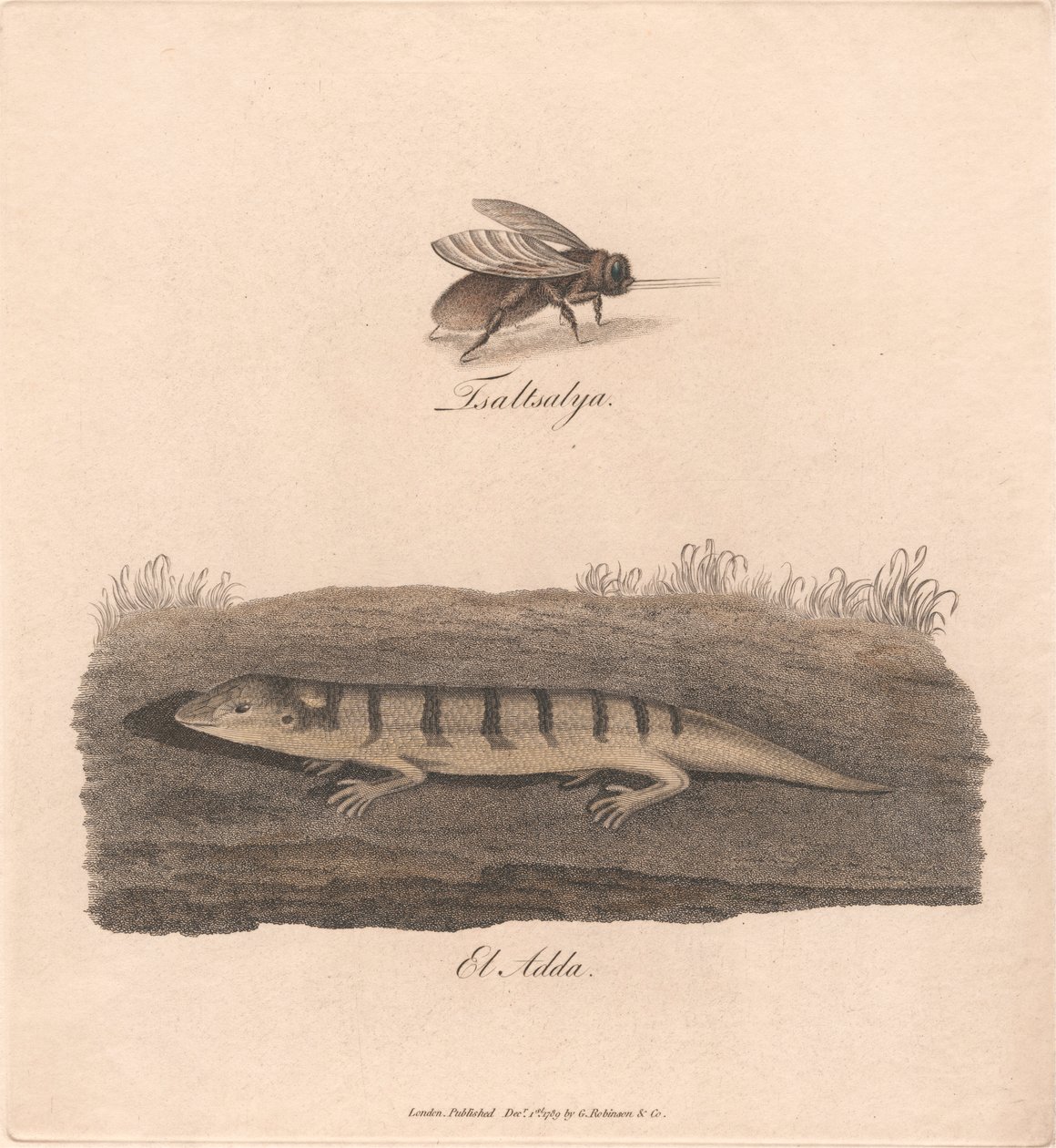 Tsaltsalya / El Adda von James Heath