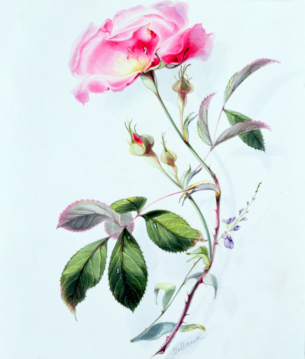 Eine Rose von James Holland