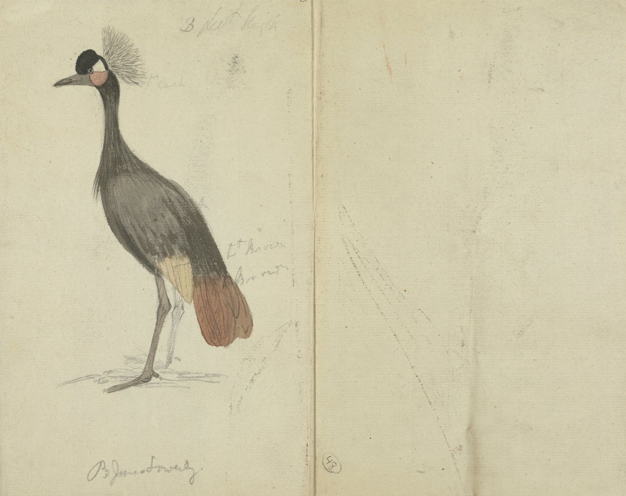 Ein Kranich von James Sowerby